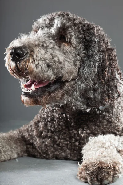 Labradoodle pes. — Stock fotografie