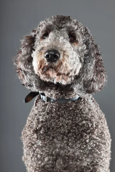 stock image Labradoodle dog.