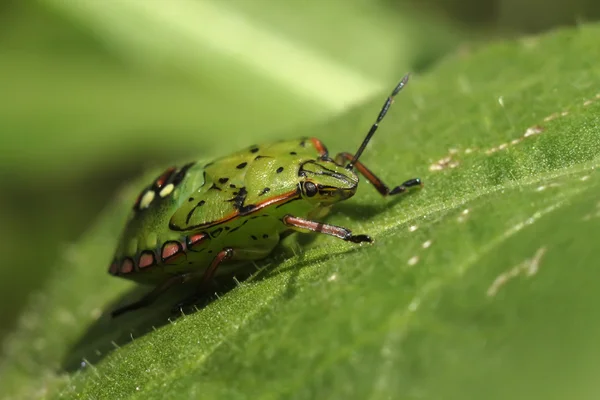 Palomena prasina Käfer auf Blatt — Stockfoto