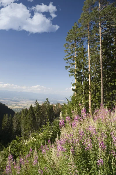 Foresta in Pirin montagna Parco Nazionale — Foto Stock