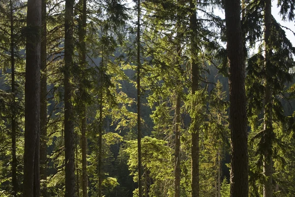 stock image Forest in Pirin mountain National Park