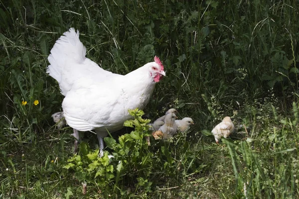 닭과 암 탉 — 스톡 사진