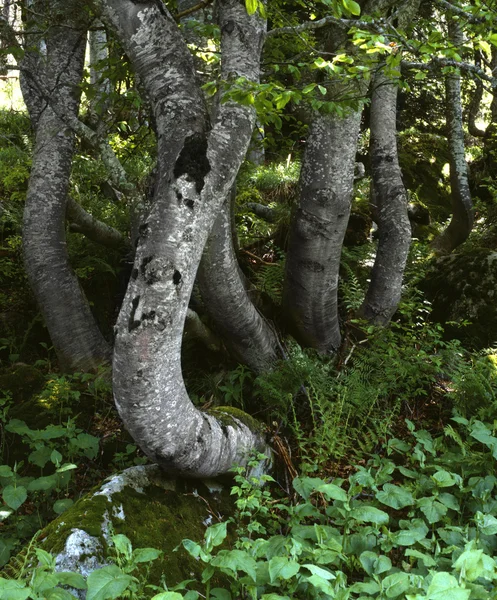 stock image Beech tree