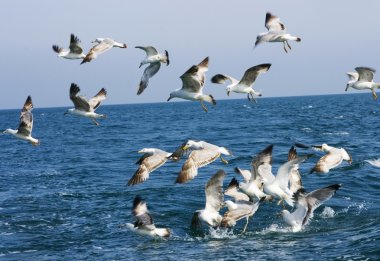 Seagulls feeding behind the fishing boat clipart