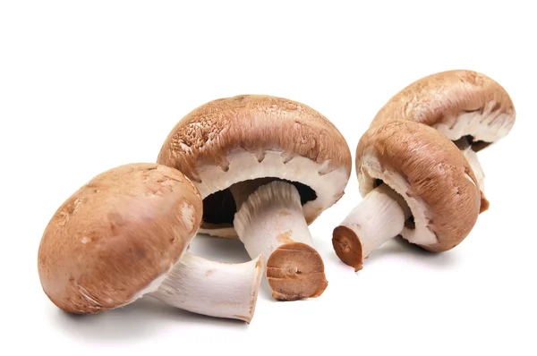 Stock image Mushrooms