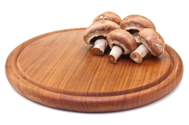 mantar yönetim kurulu