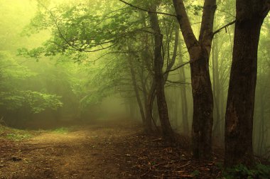 Green forest with fog clipart