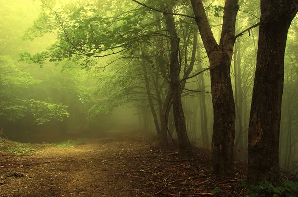 Zelený les s mlhou — Stock fotografie