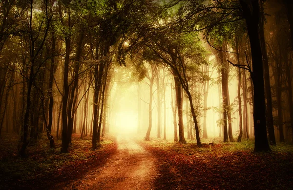 Vägen genom en gyllene skogen på hösten Stockfoto