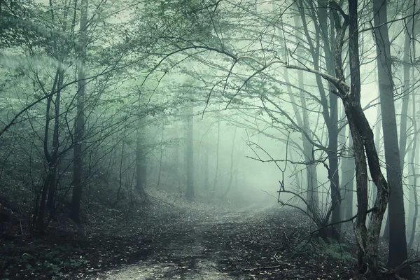 在一个神秘的森林中的绿雾 免版税图库照片