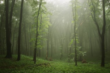 Mist in a green forest with trees in a ray of light clipart