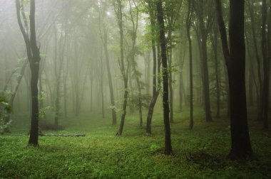 Green forest with fog after rain clipart