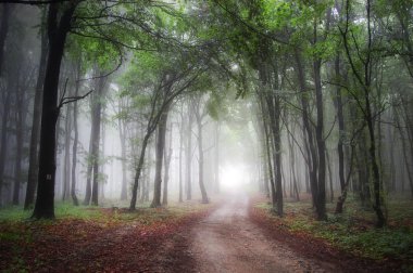 Light at the end of a road through a green forest with fog clipart