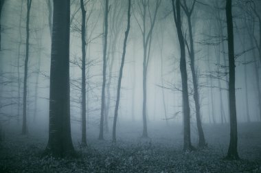 Spooky scene from a dark forest clipart