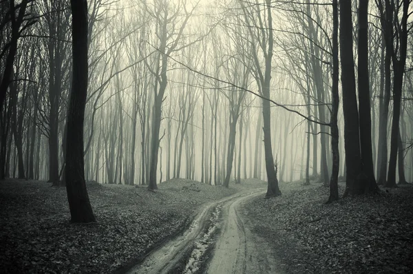 Caminho através de uma floresta com árvores negras e névoa — Fotografia de Stock