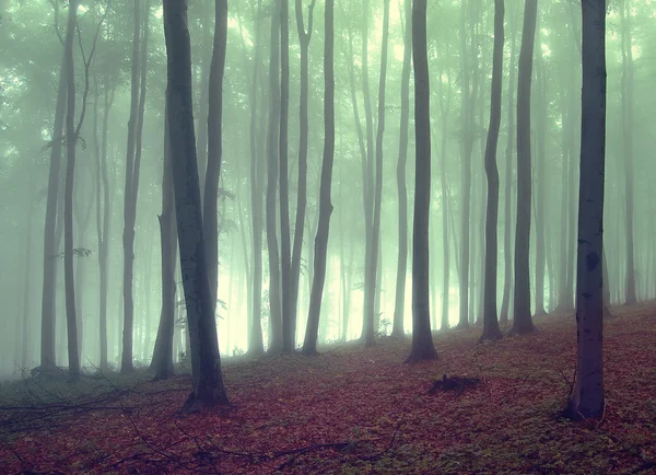 Grön dimma i skogen vid soluppgången med fog — Stockfoto