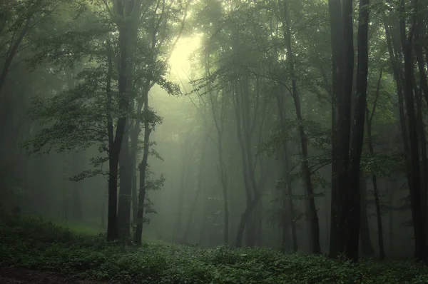 Prachtig groen bos met mist — Stockfoto