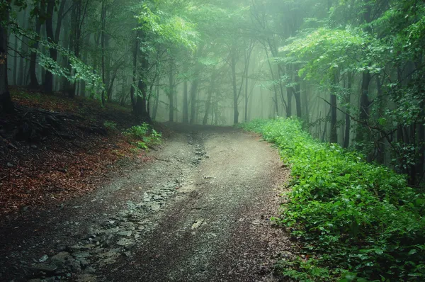Route à travers une forêt verte après la pluie — Photo