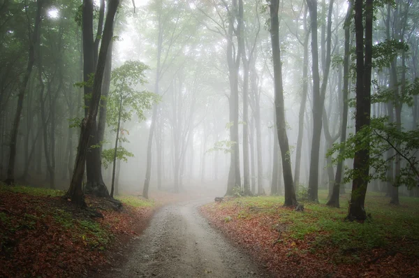 Road through a beautiful forest with fog — Stock Photo, Image