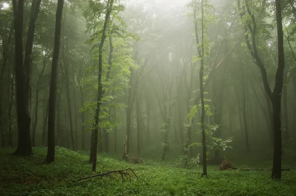 Ομίχλη μέσα σε ένα καταπράσινο δάσος με δέντρα, σε μια ακτίνα φωτός — Φωτογραφία Αρχείου