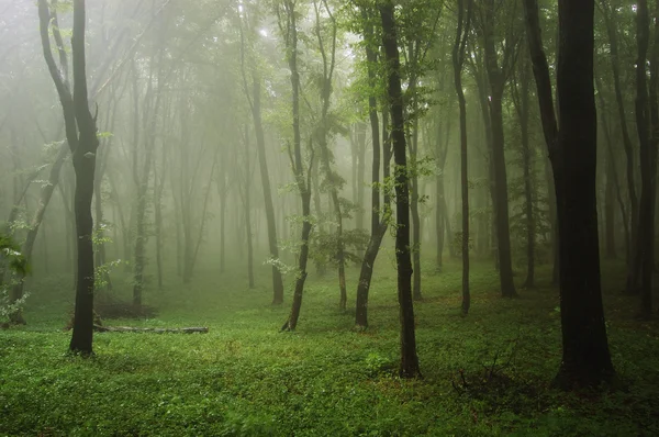 Зеленый лес с туманом после дождя — стоковое фото