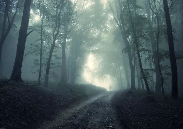 Homem caminhando em uma floresta verde com nevoeiro — Fotografia de Stock