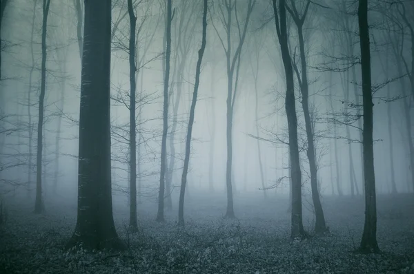 Жуткая сцена из тёмного леса — стоковое фото