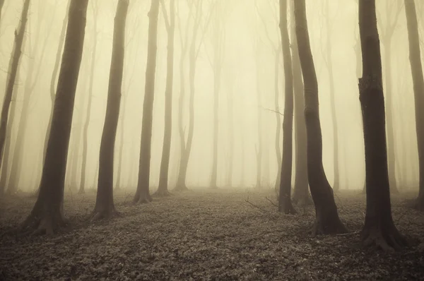 Lumière dorée dans une forêt brumeuse — Photo