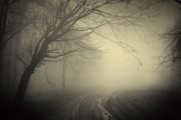 Road trough a dark mysterious forest with fog — Stock Photo, Image