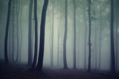 Silhouettes of trees in a dark forest with fog clipart