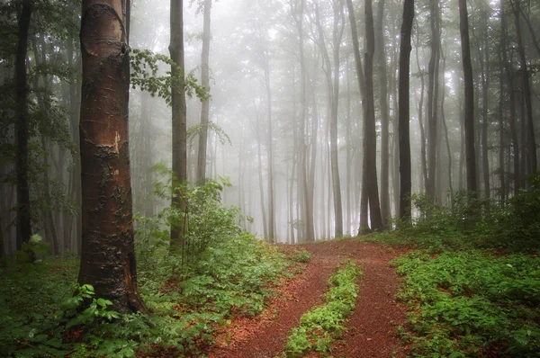 Nebel in einem schönen bunten Wald mit Licht — Stockfoto