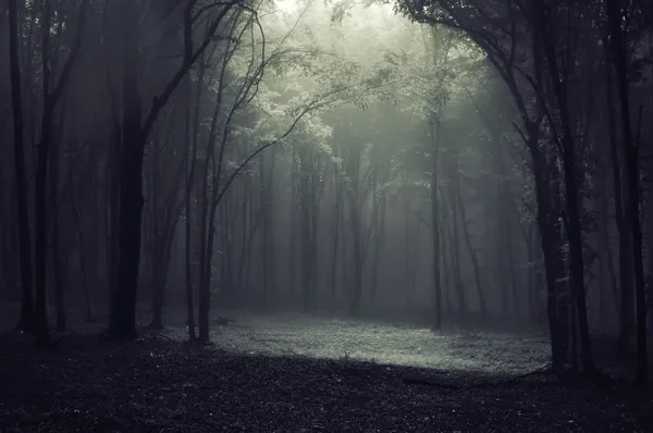 Licht in einem dunklen Wald schafft einen Rahmen — Stockfoto