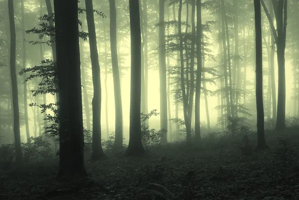 Nebel im Wald mit Bäumen im Gegenlicht — Stockfoto