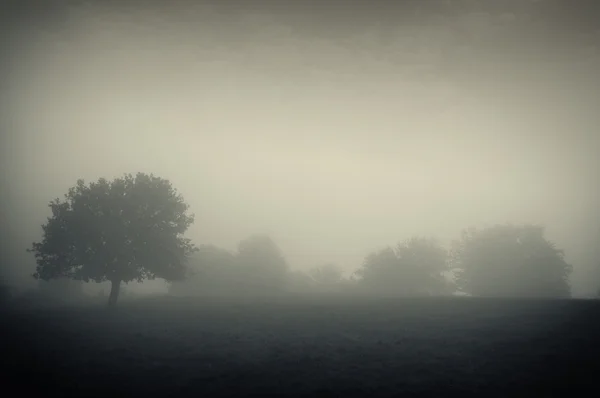 Dunkle Landschaft mit einem Baum auf einer nebelverhangenen Wiese — Stockfoto