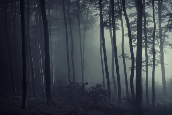Światło i cień w lesie — Zdjęcie stockowe