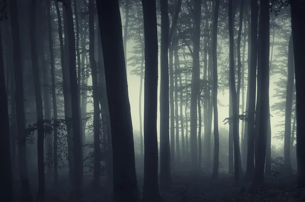 Wald mit Nebel und seltsamer Atmosphäre — Stockfoto