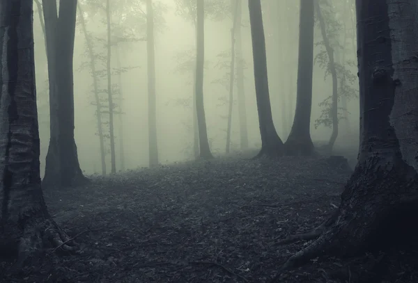 Brouillard dans une sombre forêt mystérieuse — Photo