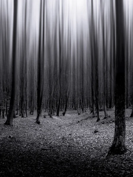 Nieskończone ciemnym tajemniczym lesie — Zdjęcie stockowe