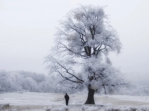Vinterlandskap med man sitter under ett stora gamla träd — Stockfoto