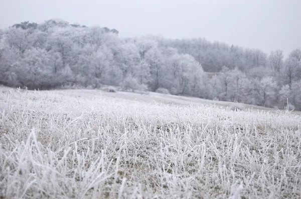 Bevroren gras op een weide in de winter — Stockfoto