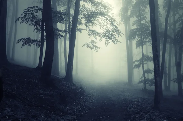 Cesta koryta tmavé tajemného lesa s mlha — Stock fotografie