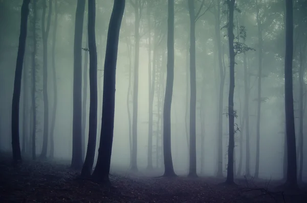 Siluety stromů v temném lese s mlhou — Stock fotografie