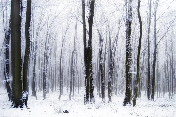 Snow in the forest with fog — Stock Photo, Image