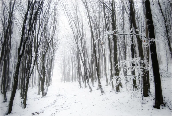 Foresta con neve e nebbia — Foto Stock