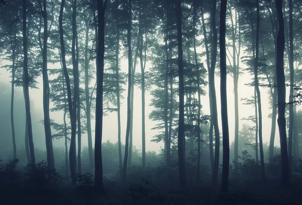 Bäume in einem nebligen Wald — Stockfoto