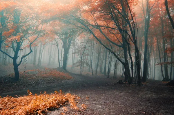 Árvores com folhas vermelhas em uma floresta com nevoeiro — Fotografia de Stock
