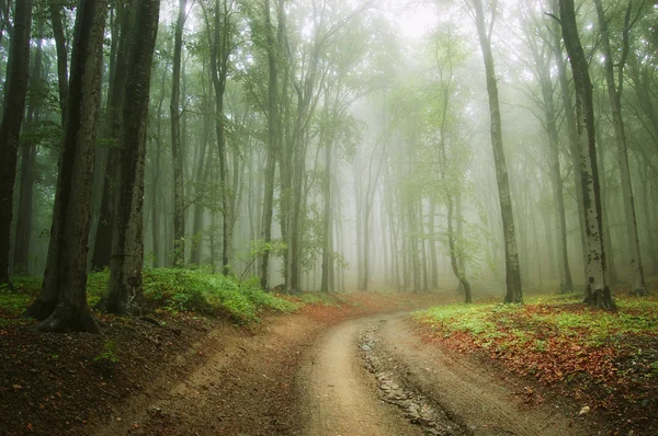 Road in the woods with fog — Stock Photo, Image