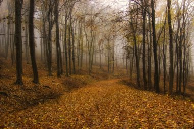 Autumn in an orange forest with fog clipart