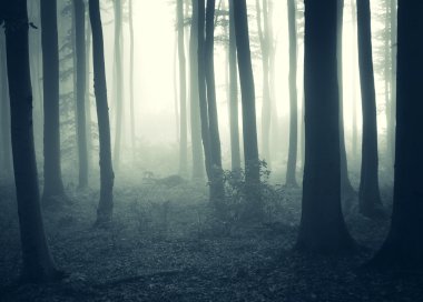 Cold morning in a forest with fog clipart