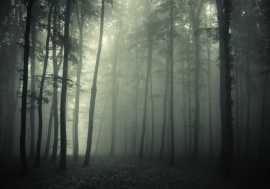 Forest with fog in a dark forest in morning clipart